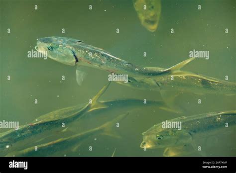 Parasit Parasiten Fotos Und Bildmaterial In Hoher Aufl Sung Alamy