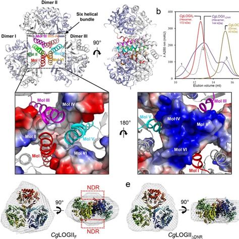 Hexameric Structure Of Cglogii A Hexameric Structure Of Cglogii The Download Scientific