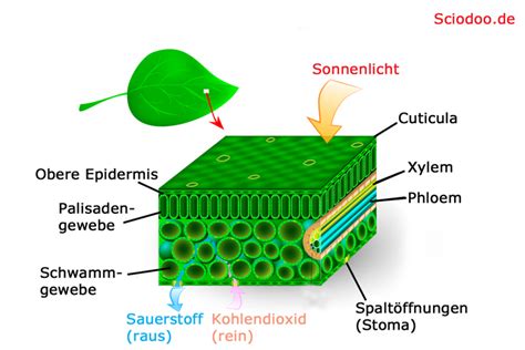 Lichtblatt Fragen Und Antworten Zu Lichtbl Ttern Licht Als