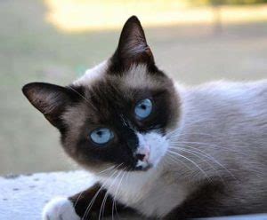 Snowshoe Cat Personality: Behavior and Characteristics • OurFriends4Ever