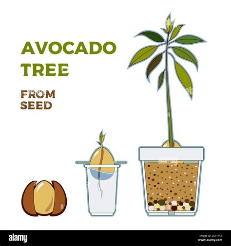 Avocado Tree Vector Growing Guide Poster Green Simple Instruction To