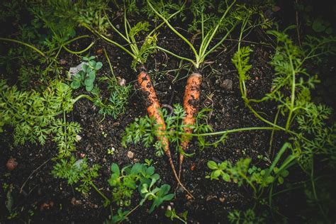 Warzywnik Ogrodowy Jak Za O Y I Uprawia Ekologiczny Drogerie Natura