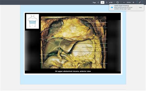 upper abdominal diagram quizlet