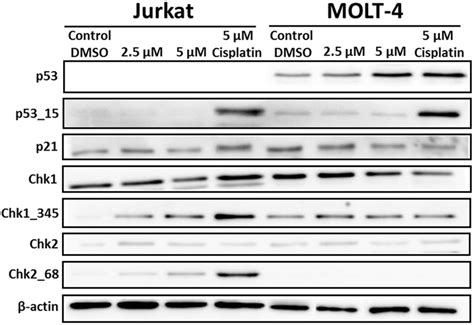 Western Blot Analysis Of Proteins That Regulate Cell Cycle Progression