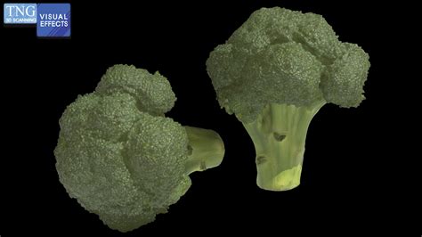 Broccoli 3d Model 25 Ztl Free3d