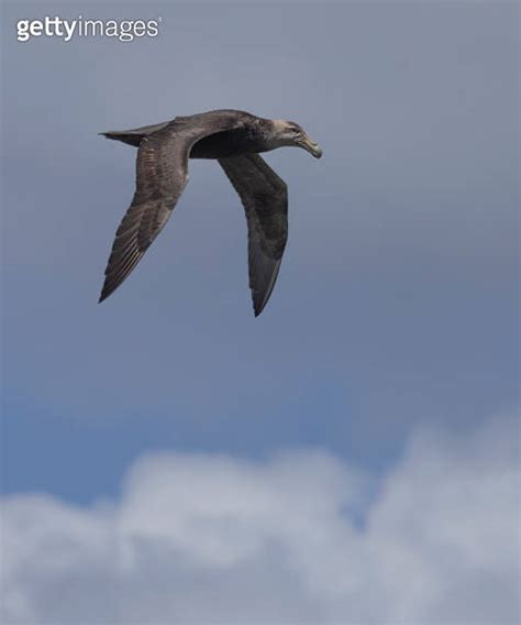 Southern Giant Petrel Macronectes giganteus Falklands 이미지 1457178733