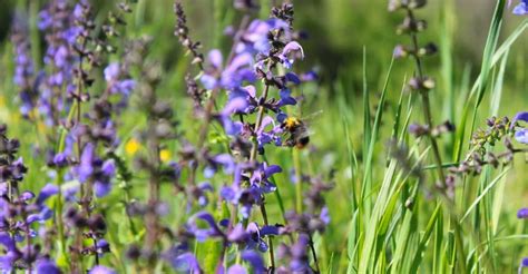 Lavender Dream Meaning Is It Associated With Purity And Romance