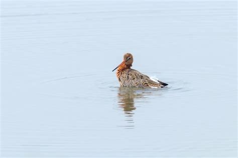 Premium Photo Black Tailed Godwit Limosa Limosa Wader Bird Foraging