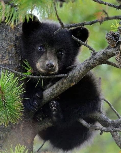 Black bear cub – Artofit