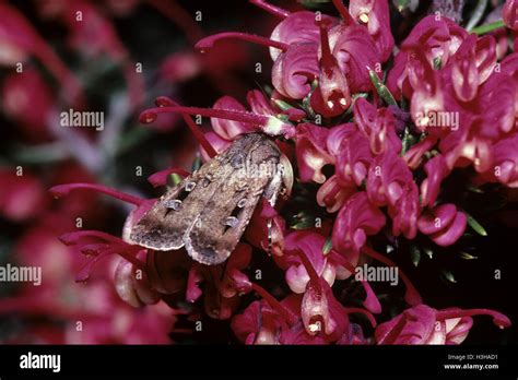 Bogong Moth Agrotis Infusa Stock Photo Alamy