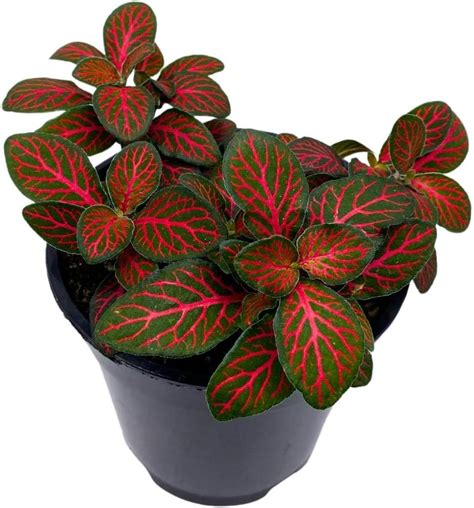 Amazon Bubbleblooms Red Fittonia Albivenis Nerve Plant In A