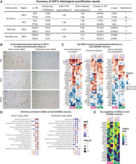 Single Cell Dissection Of The Human Motor And Prefrontal Cortices In