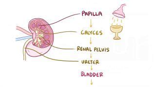 Renal Calculi Icd Manuelqohogan