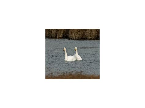 Bewicks And Whooper Swans Birdguides