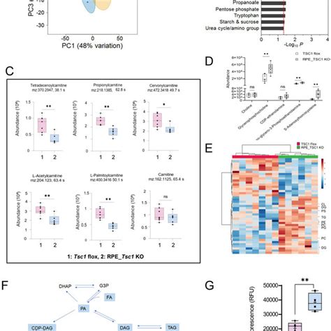 Arg1 Macrophages Inhibit T Cell Proliferation By An Arg1 Dependent