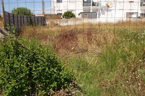 Terreno Venda Na Rua Sao Domingos S N Gaio Ros Rio E Sarilhos