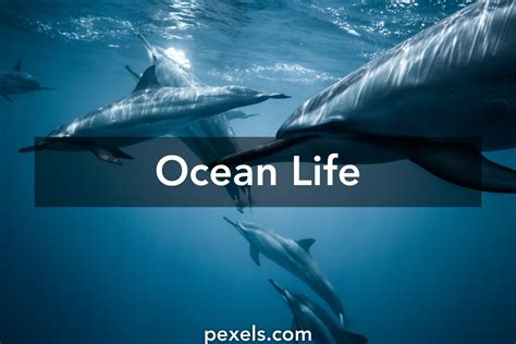 Ocean Life - Pexels