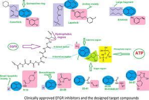 靶向EGFR酪氨酸激酶基于苯并噻唑的衍生物的合成体外抗肿瘤评估和分子模型研究 Bioorganic Chemistry X MOL