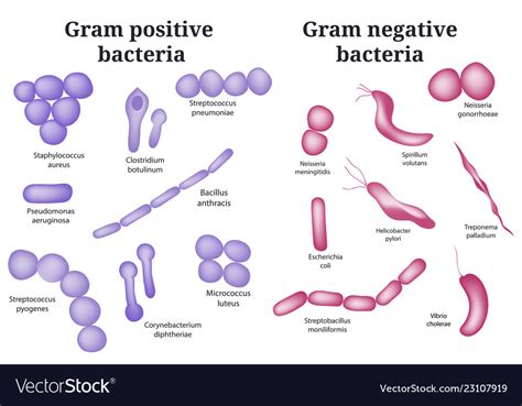 Gram Positive And Negative Bacteria Royalty Free Vector