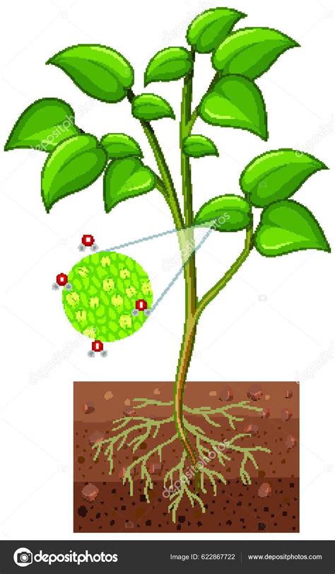 Diagram Showing Stomata Guard Cell Plant Isolated White Background ...