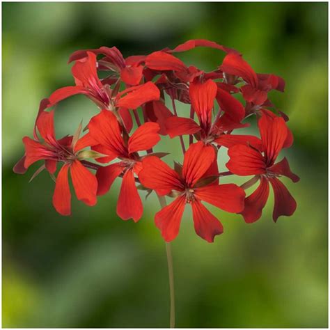 Hängende Geranie Ville de Paris Pelargonium peltatum Topf Ø 12 cm 1