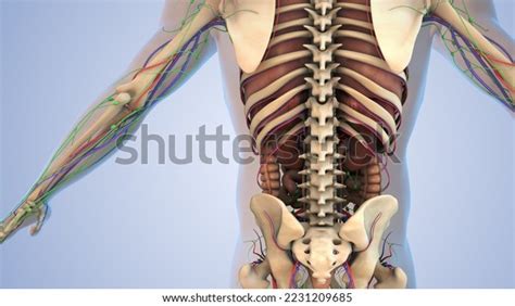 Internal Organs Human Body 3d Illustration Stock Illustration ...