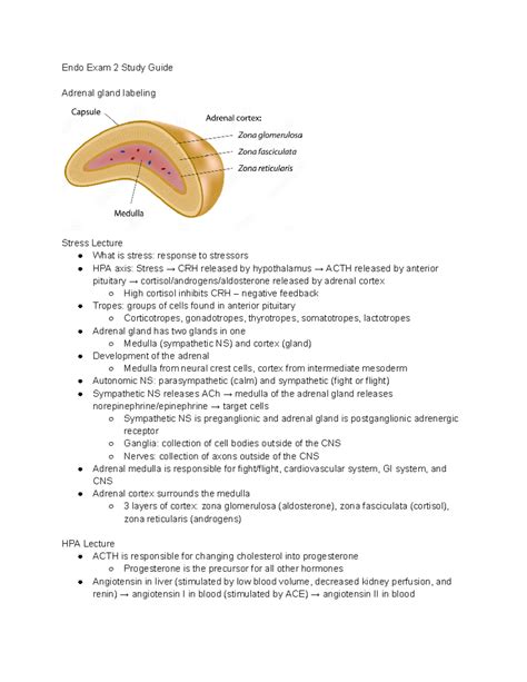 Endo Exam Study Guide Endo Exam Study Guide Adrenal Gland