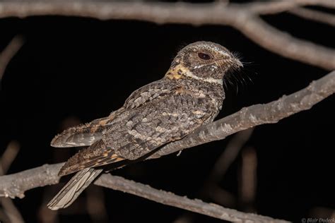 Antrostomus Ridgwayi Filo Chordata Clase Aves Listado De Especies