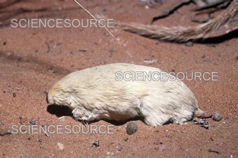 Photograph | Marsupial Mole | Science Source Images