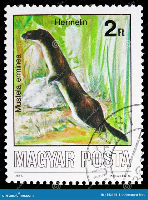 Stoat (Mustela Erminea), Animals Serie, Circa 1986 Editorial Image