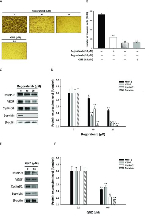 Invasion Inhibition Effect Of Regorafenib Treatment On Cl1 5 F4 Cells