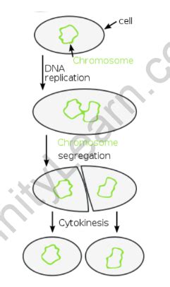 Binary Fission - Introduction, Binary fission in Bacteria and in Amoeba