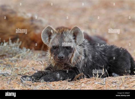 Spotted Hyena Crocuta Crocuta Juvenile Rests On The Ground South