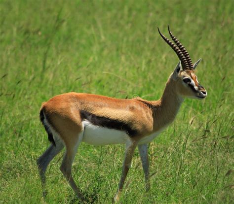 Thompsons-Gazelle stockbild. Bild von damhirschkuh, dollar - 30397709