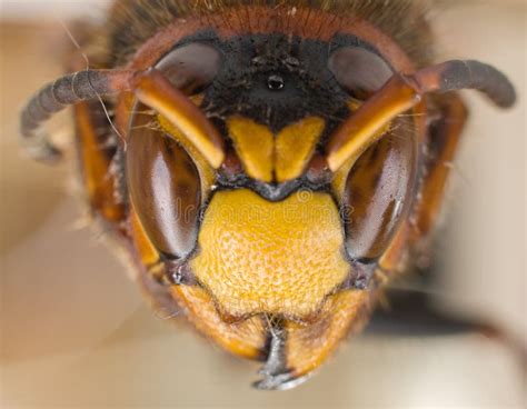 A hornet stock image. Image of wildlife, eyes, mandible - 9523493