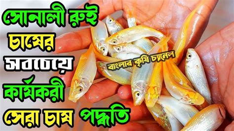 কন পদধতত সনল রই মছ চষ করল লভবন হবন সনল রই মছ চষ