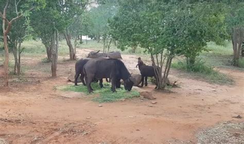 Ridiyagama Safari Camp