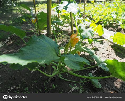 Calabac N Nombre Cient Fico Cucurbita Pepo Aka Calabacines Planta Con