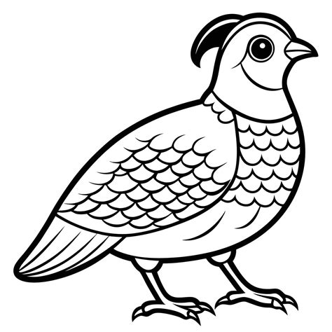 printable quail bird coloring page  children  color