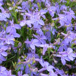 Lobelia Hot Waterblue RCOP