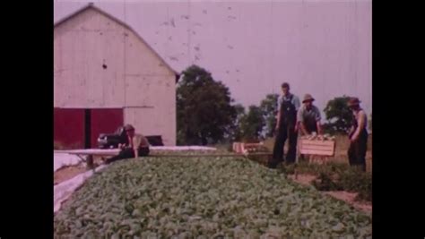 1950s Long Shot Men Loading Tobacco Crop Into Crates Archival Footage