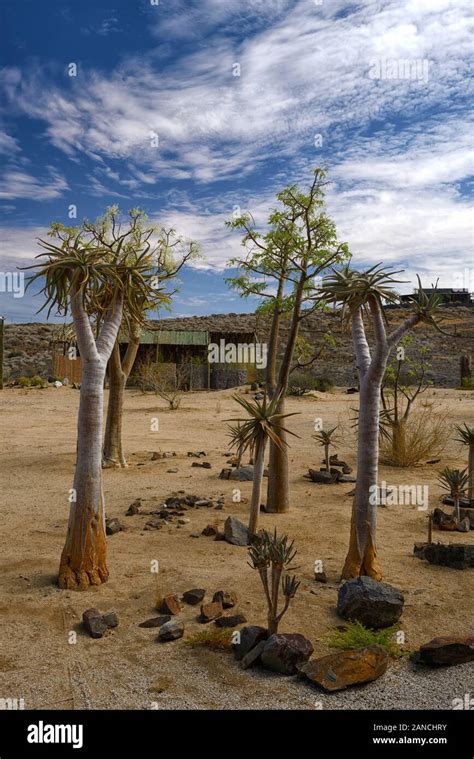 Namib desert nursery hi-res stock photography and images - Alamy