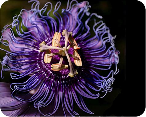 Amazon.com : Incense Violet Purple Blue Passion Flower Vine Live Plant