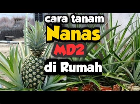 Cara Mudah Tanam Nanas Dalam Pasu Di Rumah Youtube