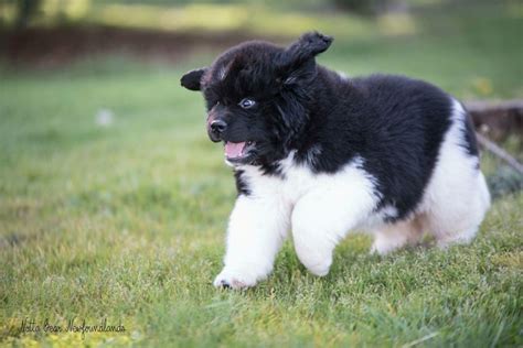 Notta Bear Newfoundlands Landseer Puppy