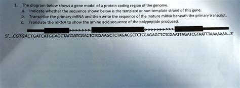 Solved The Diagram Below Shows A Gene Model Of The Protein Coding