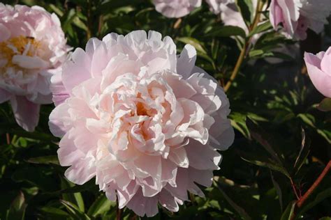 Paeonia x lactiflora 'Lady Alexandra Duff': Lubera.ch