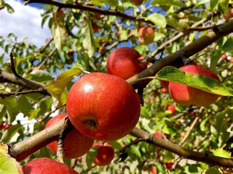 Apfel Apfelbaum Herbst Kostenloses Foto Auf Pixabay Pixabay