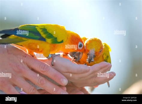 A Two Parrots Eat Sunflower Seeds From The Hands Of A Man In The Park