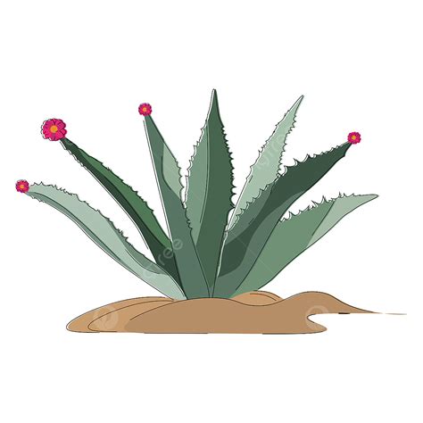 Imagen De Agave Vector O Ilustración En Color PNG dibujos Agave